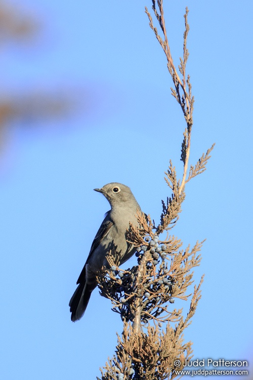 Townsend's Solitaire, McPherson County, Kansas, United States